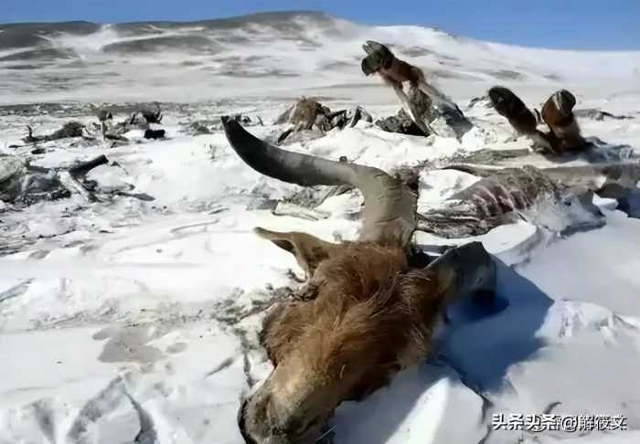 蒙古国这次的白灾如此严重，有什么预兆？